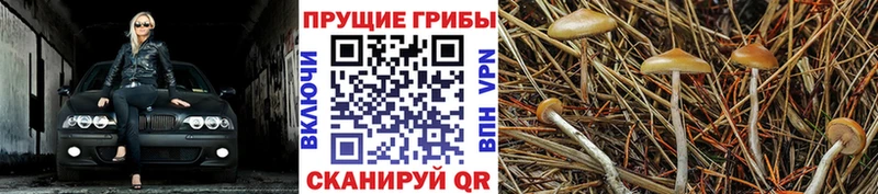 как найти закладки Мончегорск Галлюциногенные грибы Psilocybe